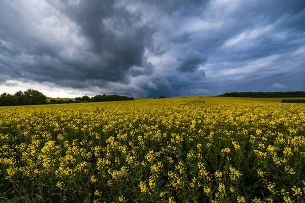 春天的黄花油菜地 多云的雷雨前的天空和青山 自然季节 农村美的概念 — 图库照片