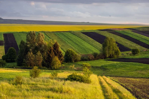 Spring Yellow Flowering Rapeseed Small Farmlands Fields Cloudy Evening Sky — Stock Photo, Image