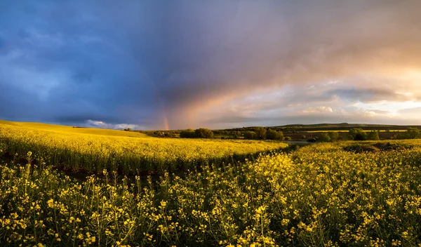 Bahar Kolza Sarısı Tarlalar Yağmur Sonrası Gün Batımı Manzarası Bulutlu — Stok fotoğraf