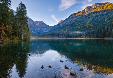 Sonbaharın erken saatlerinde Jaegersee Gölü üzerinde ördek sürüsü ve dağları olan Kleinarl, Land Salzburg, Avusturya. Resimli yürüyüş, mevsimlik ve doğa güzelliği konsepti..