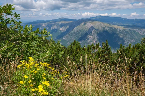 Pittoreska Sommar Bergslandskap Nära Tara Canyon Berget Durmitor National Park — Stockfoto