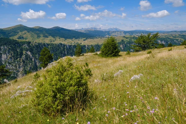 塔拉峡谷的风景如画的夏季山景杜米托山国家公园 巴尔干迪纳里克阿尔卑斯山 联合国教科文组织世界遗产 — 图库照片