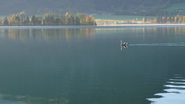 Cygne Sur Paisible Automne Alpes Lac Montagne Hazy Morning Wolfgangsee — Video