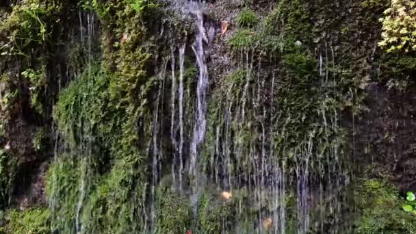 Ruisseau Montagne Sur Pente Mousseuse Avec Verdure Fraîche Beauté Nature — Video