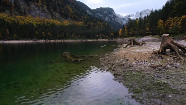 Gosauseen Yukarı Avusturya Daki Vorderer Gosausee Gölü Yakınlarında Ağaç Kütükleri — Stok video