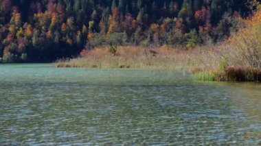 Renkli sonbahar dağ manzarası. Şeffaf su, dalgalanma dalgaları ve yansımalarıyla huzurlu sonbahar Alpleri Dağı Gölü. Offensee Gölü, Salzkammergut, Yukarı Avusturya.
