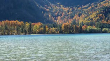 Renkli sonbahar dağ manzarası. Şeffaf su, dalgalanma dalgaları ve yansımalarıyla huzurlu sonbahar Alpleri Dağı Gölü. Offensee Gölü, Salzkammergut, Yukarı Avusturya.