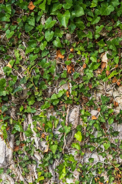 Старая Средневековая Каменная Стена Заброшенном Разрушенном Поселке Лесистым Вечнозеленым Виноградным — стоковое фото