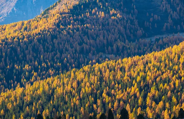 Outono Ensolarado Colorido Alpino Montanha Larício Abeto Floresta Cena Viagens — Fotografia de Stock