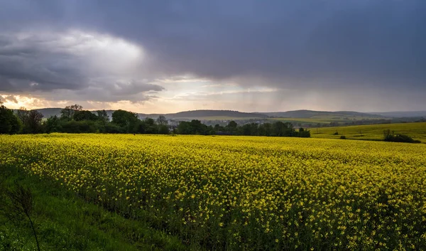 Jarní Žlutá Kvetoucí Řepková Pole Zamračená Deštivá Obloha Před Bouří — Stock fotografie