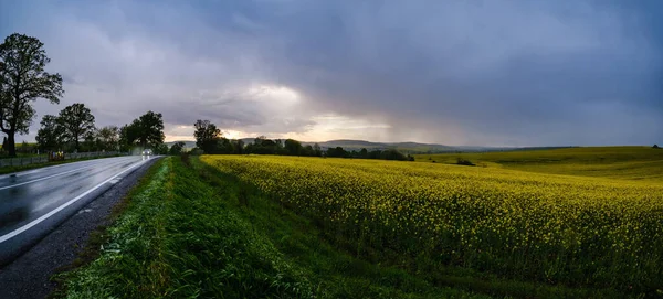 Весной Желтые Цветущие Поля Рапса Региональная Дорога Вечернее Облачное Предгрозовое — стоковое фото