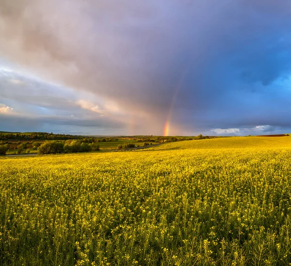 Voorjaar Koolzaad Kleine Akkers Velden Regen Avonds Uitzicht Bewolkte Zonsondergang — Stockfoto