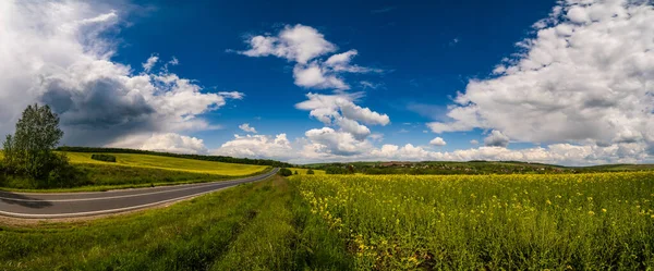 Silniční Trus Jarní Řepkové Semeno Žluté Kvetoucí Pole Panoramatický Výhled — Stock fotografie