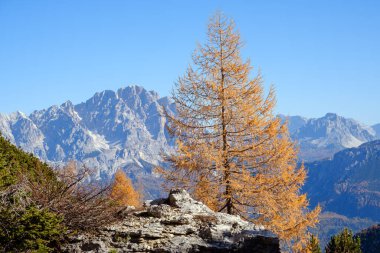 Güneşli resimli sonbahar dağları Dolomitler, Giau Geçidi 'nden Cinque Torri' ye (Beş Sütun veya Kule) kaya ünlü oluşumu, Sudtirol, İtalya.