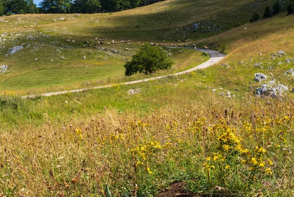 山を通って2番目の田舎道の近くの牧草地に羊の群れデュルモーター国立公園 モンテネグロ ヨーロッパ バルカン ディナール アルプス ユネスコ世界遺産 前に黄色の多汗症の花 — ストック写真