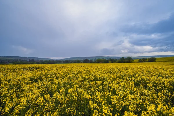 Весной Желтые Цветущие Рапсовые Поля Облачное Предгрозовое Дождливое Небо Зеленые — стоковое фото