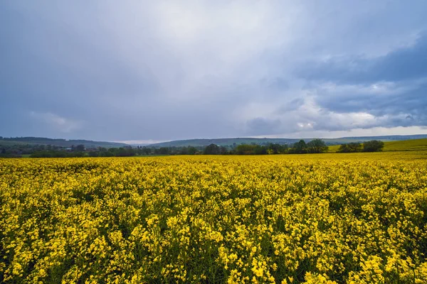 Primavera Campos Colza Floridos Amarelos Céu Chuvoso Pré Tempestade Nublado — Fotografia de Stock