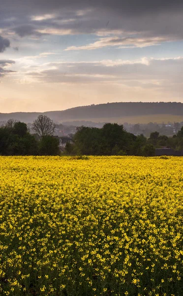 Nieselregen Über Dem Sonnenuntergang Frühling Gelb Blühenden Rapsfeldern Bewölkt Nach — Stockfoto