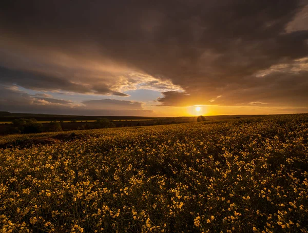 Lente Koolzaad Gele Velden Bewolkte Zonsondergang Avond Hemel Landelijke Heuvels — Stockfoto