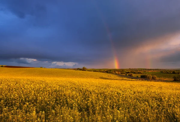 春风油菜籽和小农田雨后黄昏的景色 多云的晚霞天空和五彩缤纷的彩虹与乡村小山 自然季节 乡村美的概念 — 图库照片