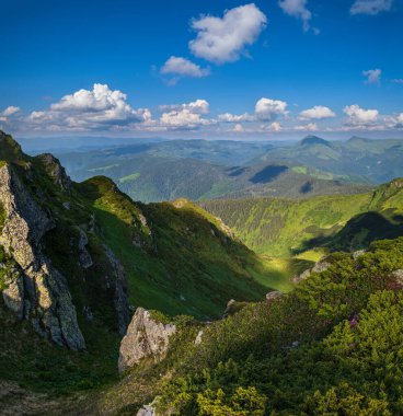 Yaz dağı yamacında pembe güller açan orman çiçekleri. Pip Ivan Dağı, Karpatyalı, Ukrayna.