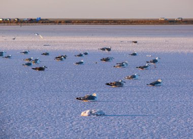 Gün batımında martı kuşları Genichesk pembesi son derece tuzlu göl (kristal tuz depozitolarıyla mikro algler tarafından renklendirilmiş), Ukrayna.
