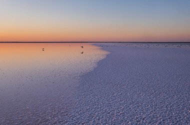Gün batımında martı kuşları Genichesk pembesi son derece tuzlu göl (kristal tuz depozitolarıyla mikro algler tarafından renklendirilmiş), Ukrayna.