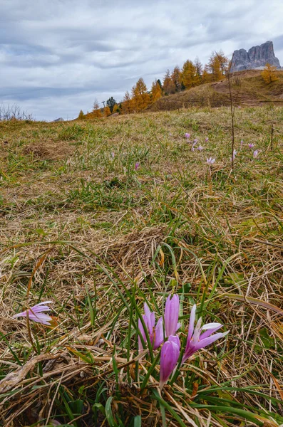 ファルザレッゴ峠近くのイタリアのドロミテ山の平和的な日当たりの良い景色 前に咲く秋のクロッカス紫色のピンク色の花 コロキウムの秋 — ストック写真
