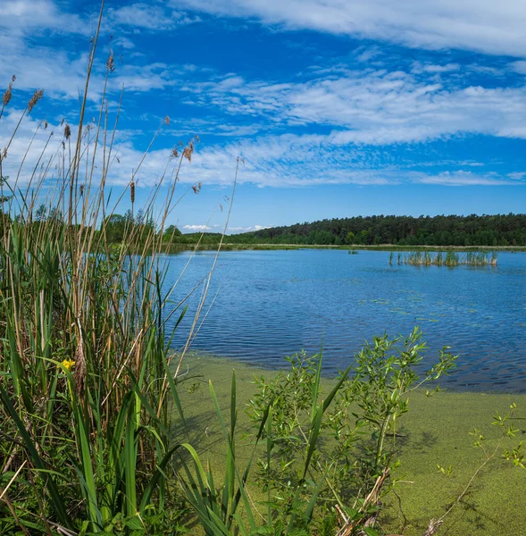夏天的平原湖里长满了灌木和芦苇 — 图库照片