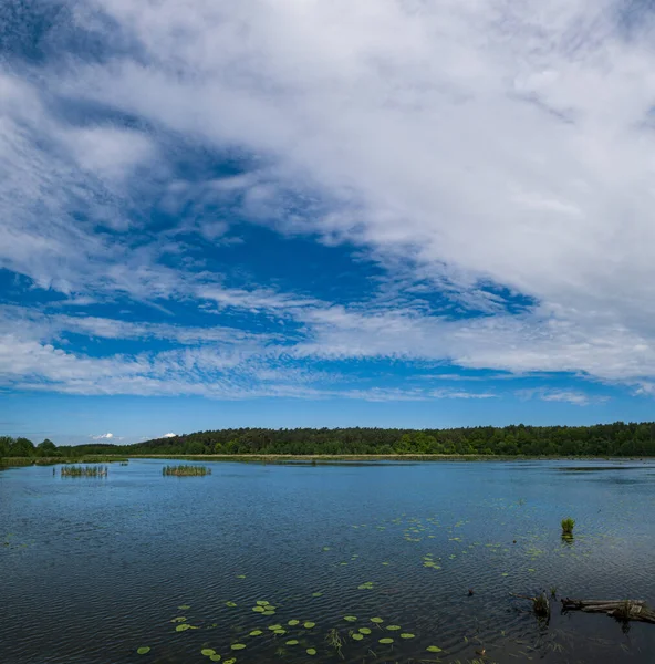 夏天的平原湖里长满了灌木 睡莲和芦苇 — 图库照片