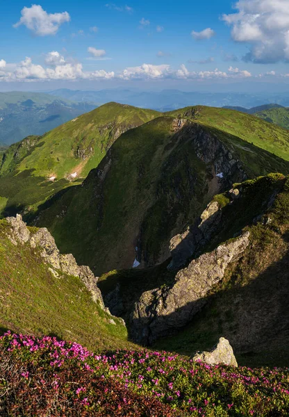 粉红玫瑰杜鹃花在夏天的山坡上 乌克兰喀尔巴阡山Pip Ivan山 — 图库照片