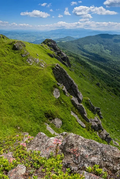 Rosa Ros Sempervivum Arachnoideum Saftiga Blommor Sommaren Bergssluttning Pikuj Mountain — Stockfoto