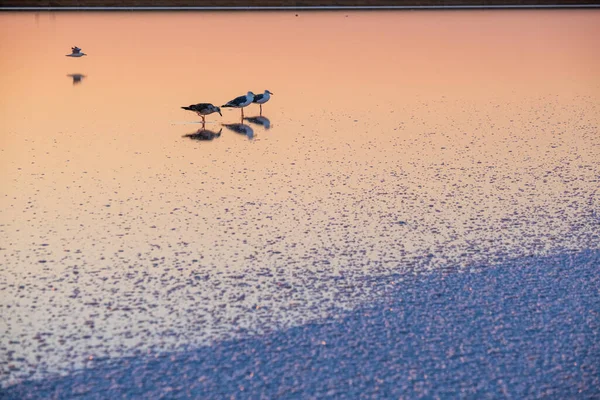 Seagull Birds Sunset Genichesk Pink Extremely Salty Lake Colored Microalgae — Stock Photo, Image