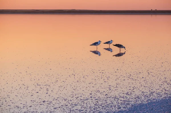 Seagull Birds Sunset Genichesk Pink Extremely Salty Lake Colored Microalgae — Stock Photo, Image