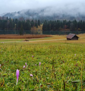 Geroldee ya da Wagenbruchsee, Bavyera, Almanya yakınlarındaki çayır üzerinde sonbahar çiçeği mor pembe çiçekleri (colchicum autumnale). Sonbahar bulutlu, sisli ve çiselemeli bir gün.