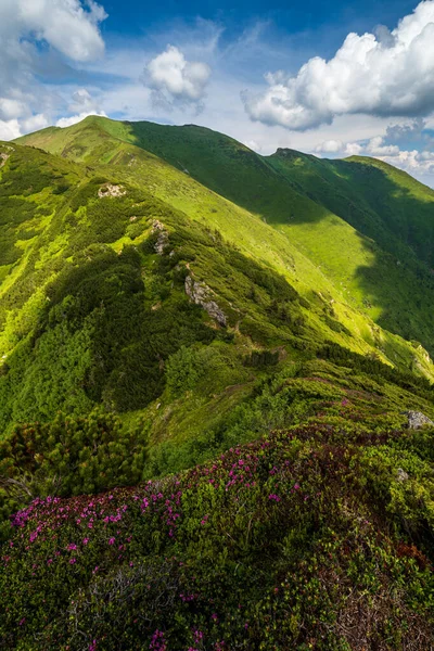 粉红玫瑰杜鹃花在夏天的山坡上 乌克兰喀尔巴阡山Marmaros Pip Ivan山 — 图库照片
