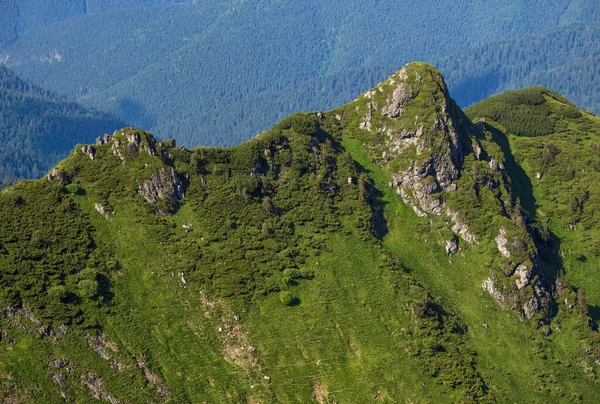 Verão Montanha Cumeeira Rochosa Anão Arbustos Pinho Alpino Marmaros Pip — Fotografia de Stock