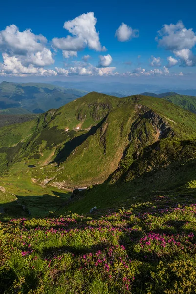 Καλοκαίρι Βουνό Βραχώδη Κορυφογραμμή Ροδόδενδρο Λουλούδια Και Νάνος Αλπικό Πεύκο — Φωτογραφία Αρχείου