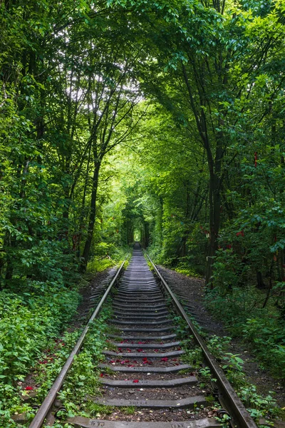 Love Tunnel Seção Ferroviária Localizada Floresta Perto Klevan Ucrânia Assim — Fotografia de Stock