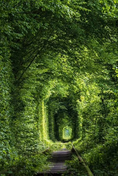 Love Tunnel Eisenbahnstrecke Wald Bei Klevan Ukraine Genannt Weil Früher — Stockfoto