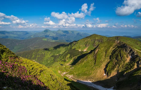 Yaz Dağı Kayalık Tepesi Rhododendron Çiçekleri Cüce Alp Çam Çalıları — Stok fotoğraf