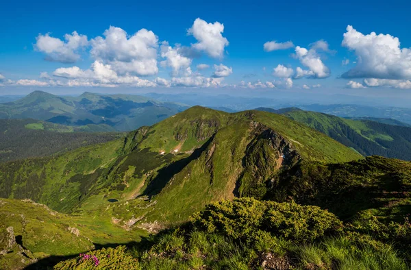 Yaz Dağı Kayalık Tepesi Rhododendron Çiçekleri Cüce Alp Çam Çalıları — Stok fotoğraf