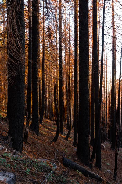 Dode Bomen Nog Overeind Als Zon Achter Bergen Nadat Een — Stockfoto