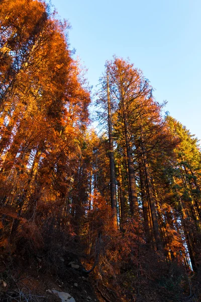 在俄勒冈州南部的红毛山地区 一场森林大火烧毁了大片森林 死亡的树木还站在山后的太阳落山的时候 — 图库照片