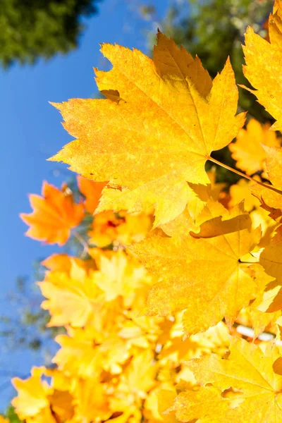 Guardando Alto Prospettiva Foglie Autunno Acero Dorato Nel Sud Dell — Foto Stock