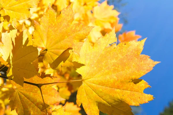 Olhando Para Cima Perspectiva Folhas Outono Bordo Dourado Sul Oregon — Fotografia de Stock