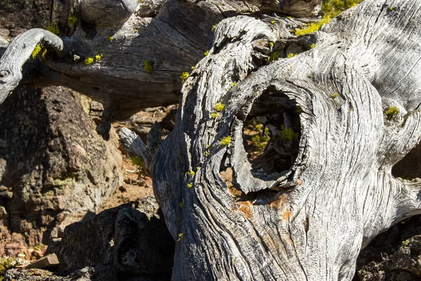 Close Wide Angle Old Dead Snag Eroded Many Years Exposure — Stock Photo, Image