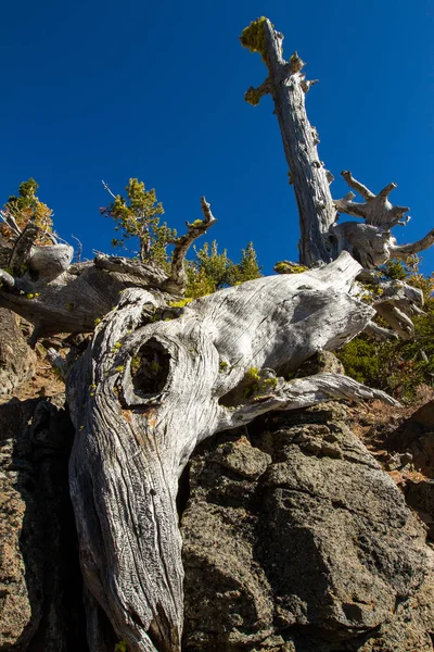 Close Wide Angle Old Dead Snag Eroded Many Years Exposure — Stock Photo, Image