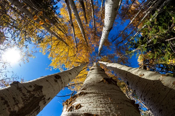 10月下旬 五颜六色的桦树 金黄的叶子 背景中有一丝蓝天 — 图库照片