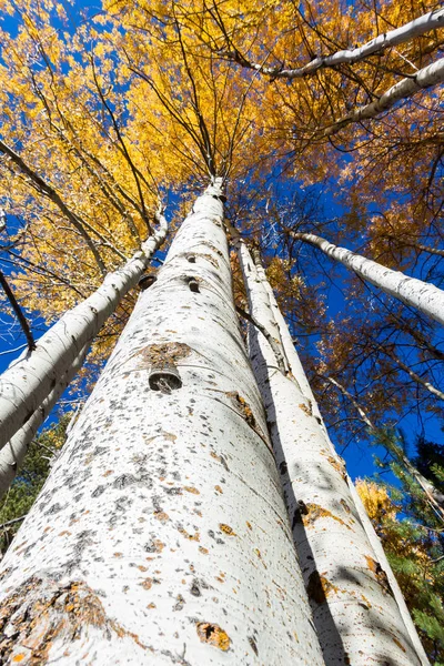 Colorful Birch Trees Golden Yellow Leaves Late October Hint Blue — Stock Photo, Image